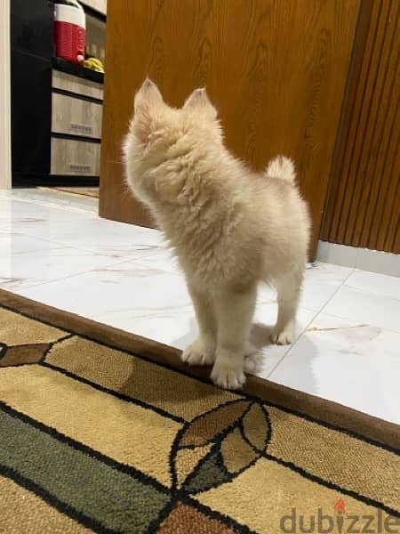 كلب هاسكي بيور لونج هير للبيع عمره ٦٠ يوم 3