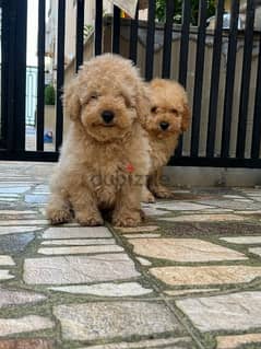 Amazing Toy Poodle puppies