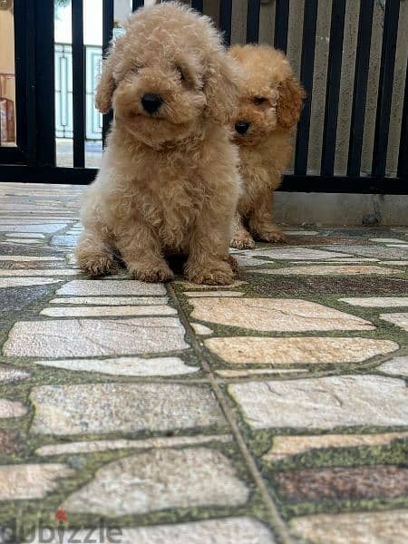 Amazing Toy Poodle puppies 1