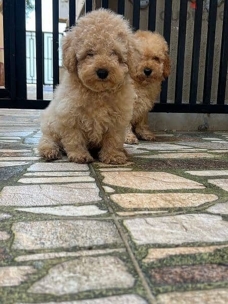 Amazing Toy Poodle puppies 2