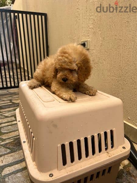 Amazing Toy Poodle puppies 3