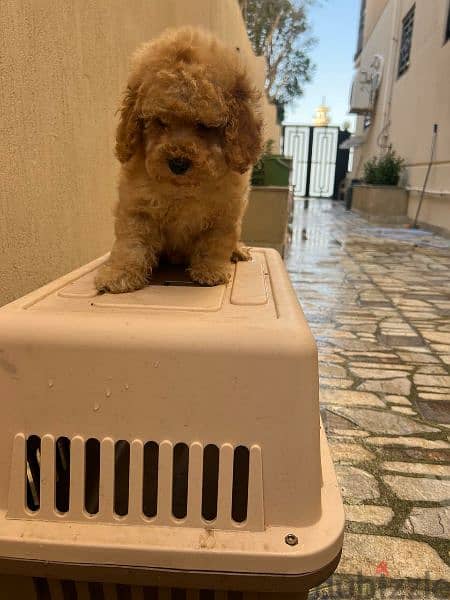 Amazing Toy Poodle puppies 4