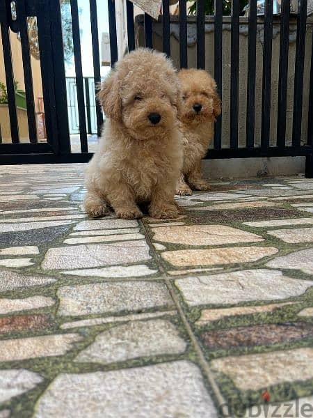 Amazing Toy Poodle puppies 5