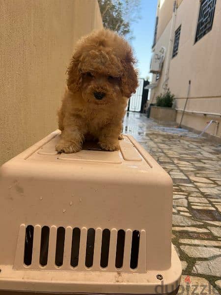 Amazing Toy Poodle puppies 6