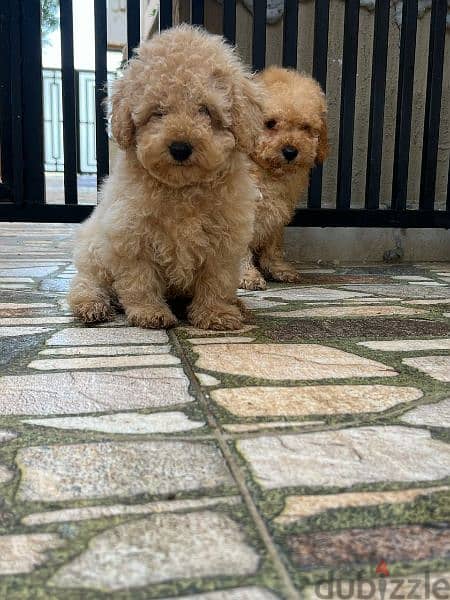 Amazing Toy Poodle puppies 7