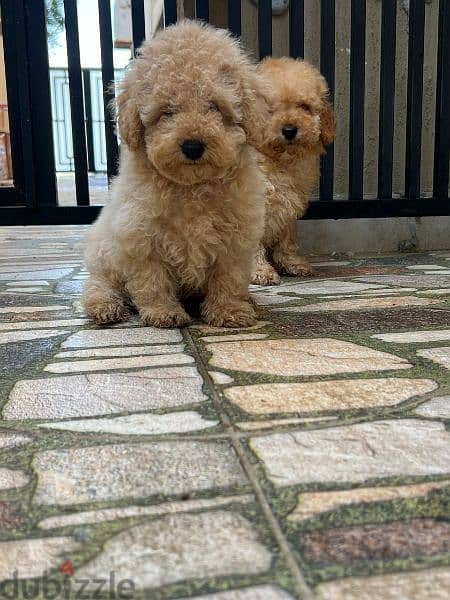 Amazing Toy Poodle puppies 8