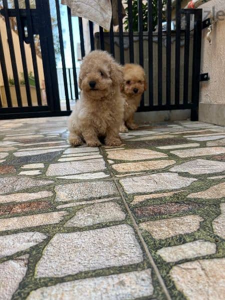 Amazing Toy Poodle puppies 9