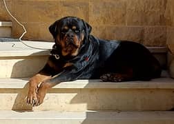 Rottweiler male 0