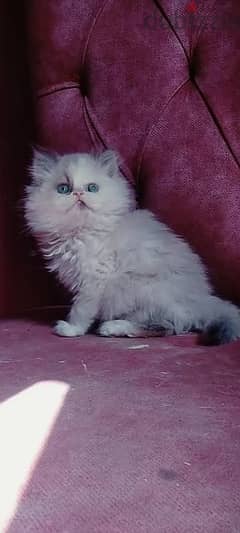 قطة راغدول عمر شهرين 0