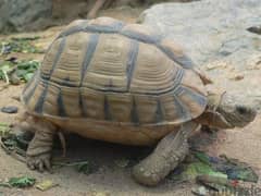 egyptian turtles سلاحف مصريه
