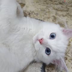 قط أبيض