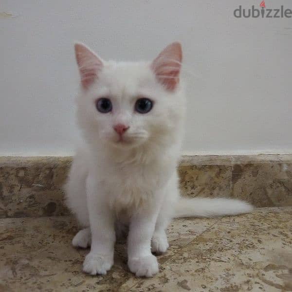 قط أبيض 1