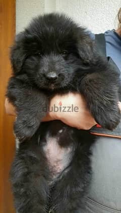 Royal Black Puppies Imported From Europe !!