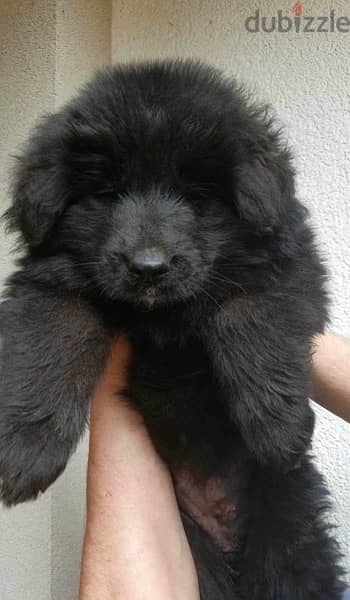 Royal Black Puppies Imported From Europe !! 1