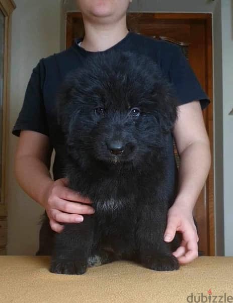 Royal Black Puppies Imported From Europe !! 5