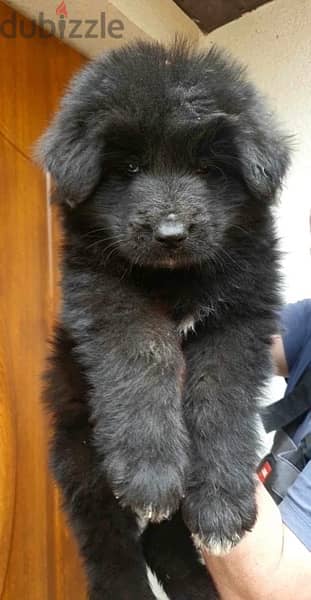 Royal Black Puppies Imported From Europe !! 5