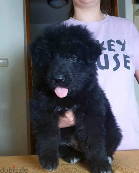 Royal Black Puppies Imported From Europe !! 6