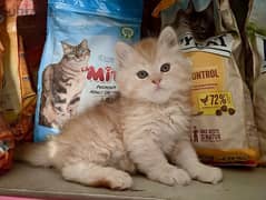 قطط شيرازي مون فيس - Persian kitten