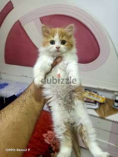 قطة شيرازى عندها 3 شهور للبيع  بتاكل من اكل البيت )