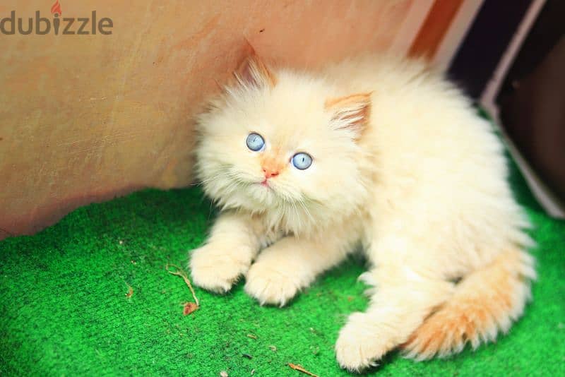 قطط هيمالايا شوكليت بيور و قطة هيمالايا اورنج قطه بلو بوينت بيرشن 10
