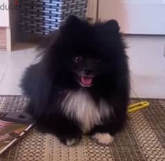 Pomeranian 10 months imported