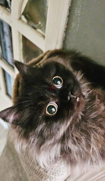 Black chocolate himalayan cat 1