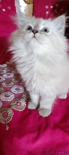قطة هيمالايا علي شيرازي