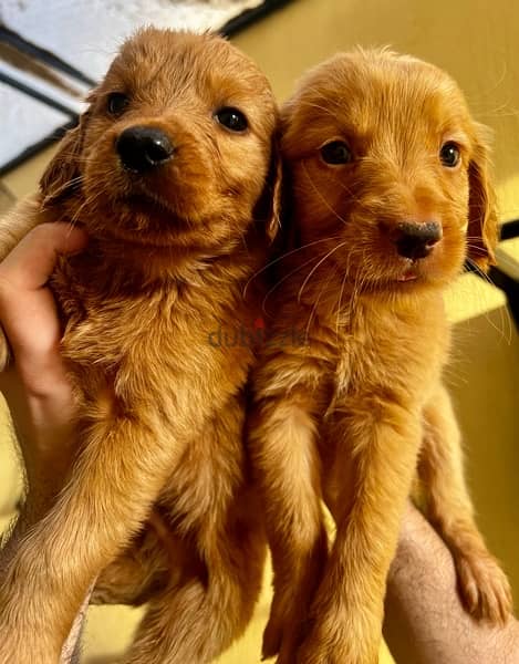 جراوي جولدن golden retriever puppies 3