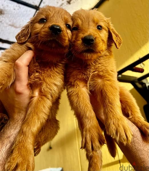 جراوي جولدن golden retriever puppies 4