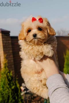 Maltipoo Puppies So Cute Imported from Europe !!!