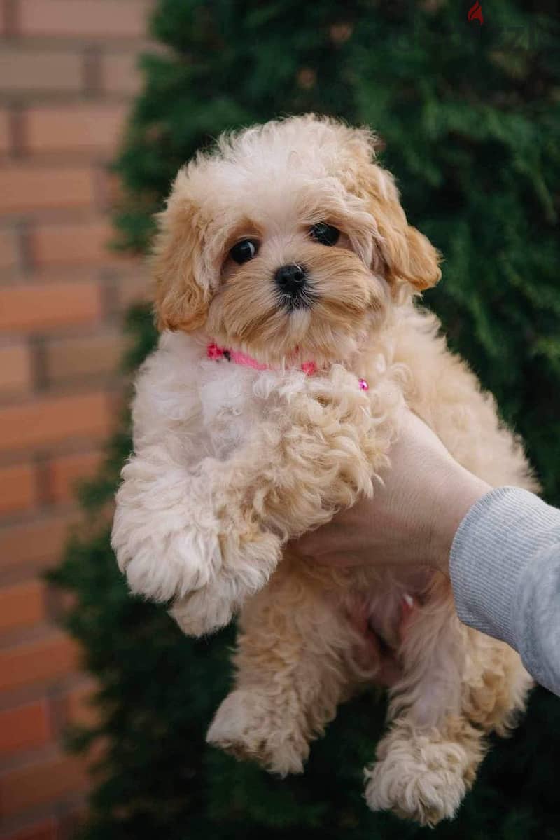 Maltipoo Puppies So Cute Imported from Europe !!! 1