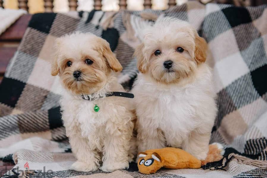 Maltipoo Puppies So Cute Imported from Europe !!! 3