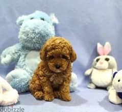 Toy Poodle Show Class Imported with all Doculemts !! 0