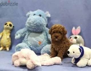 Toy Poodle Show Class Imported with all Doculemts !! 1