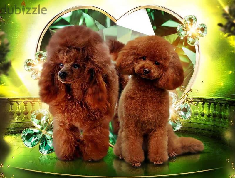 Toy Poodle Show Class Imported with all Doculemts !! 2