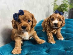 Cavapoo Puppies Imported From Europe with all documents !!!