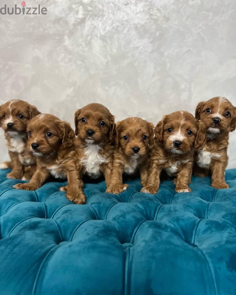 Cavapoo Puppies Imported From Europe with all documents !!! 1