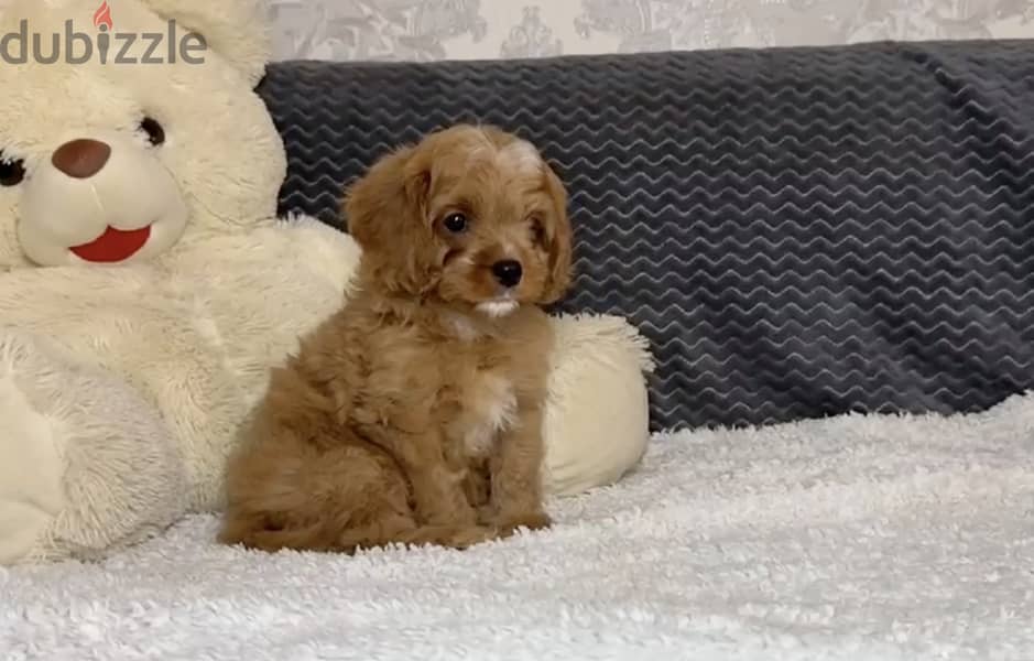 Cavapoo Puppies Imported From Europe with all documents !!! 2