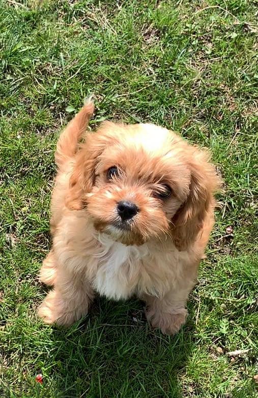 Cavapoo Puppies Imported From Europe with all documents !!! 3