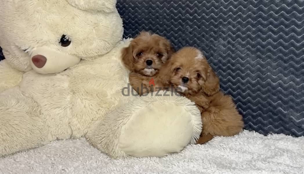 Cavapoo Puppies Imported From Europe with all documents !!! 4