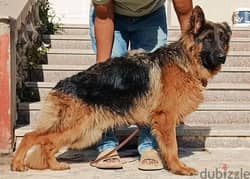best male puppy German shepherd 0