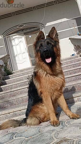 best male puppy German shepherd 1