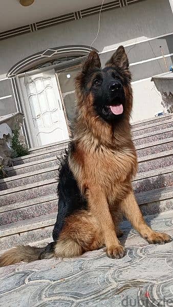 best male puppy German shepherd 2