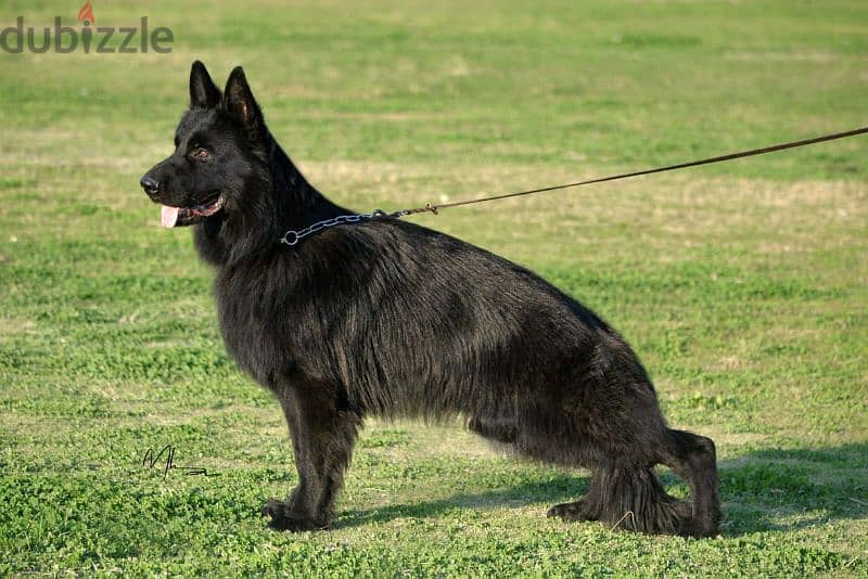 best male puppy German shepherd 5