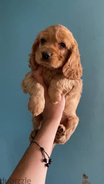 cocker spaniel puppies جراوي كوكر