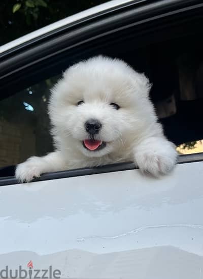 samoyed puppies جراء سامويد