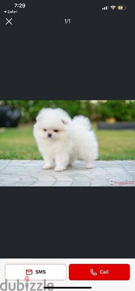 تيكب بومرينيان FCI اهالى بومرنيان  Teacup Pomeranian