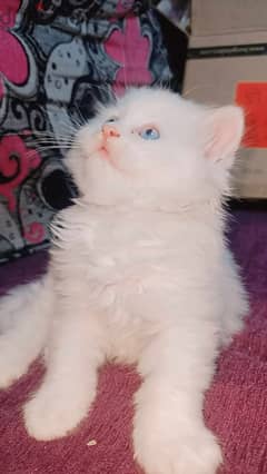 قطط شيرازي للبيع عمر شهر ونص