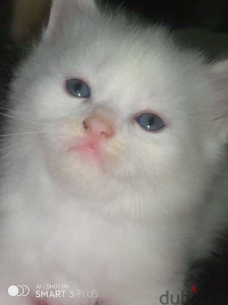 قطط شيرازي مون فيس 1
