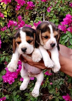 beagle بيجيل puppy